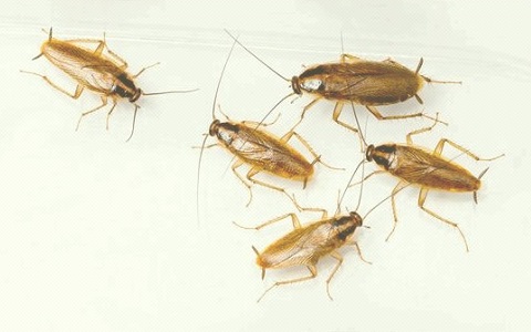 Sistemas de comunicación en las especies plaga: la agregación en las cucarachas.